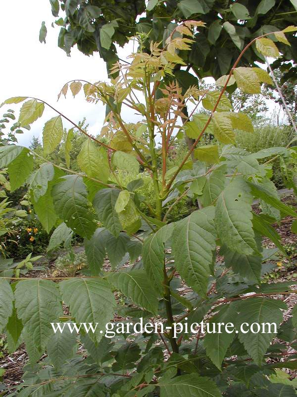 Koelreuteria paniculata 'September'