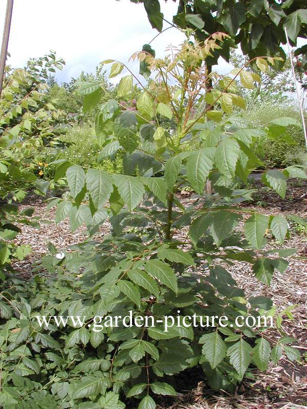 Koelreuteria paniculata 'September'