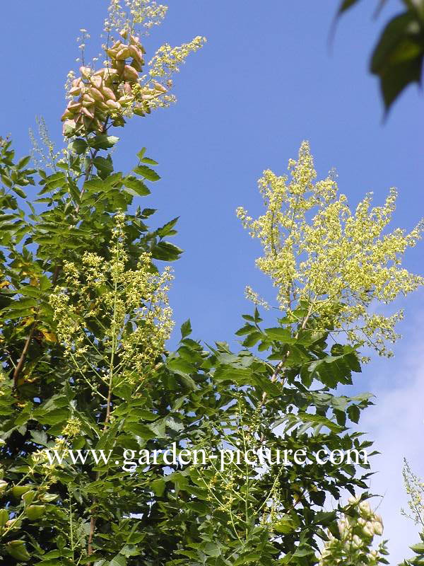 Koelreuteria paniculata 'Fastigiata'