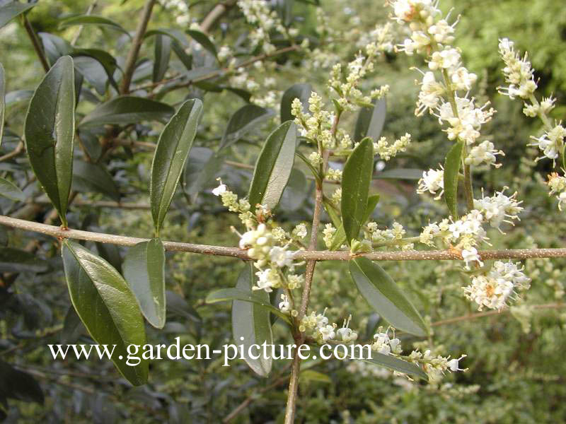 Ligustrum quihoui