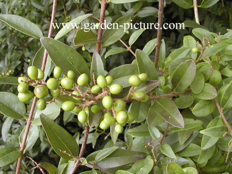 Ligustrum vulgare 'Atrovirens'