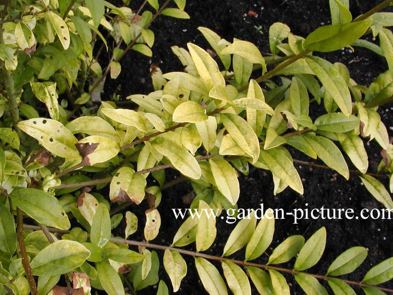 Ligustrum vulgare 'Aureum'