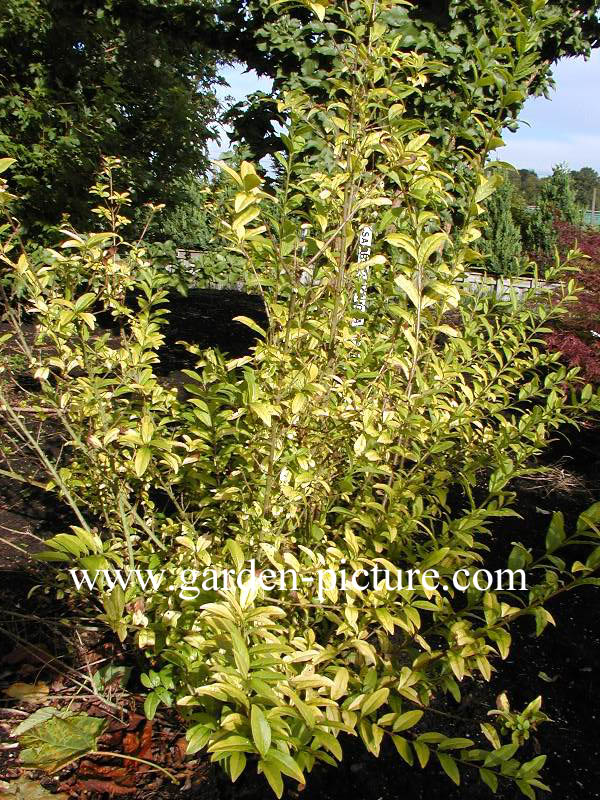 Ligustrum vulgare 'Aureum'