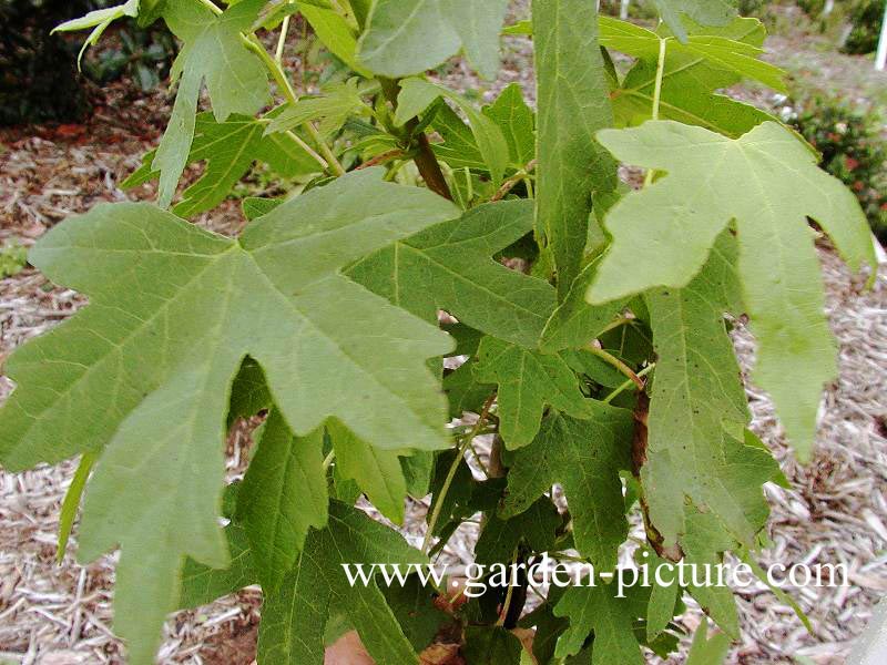 Liquidambar orientalis