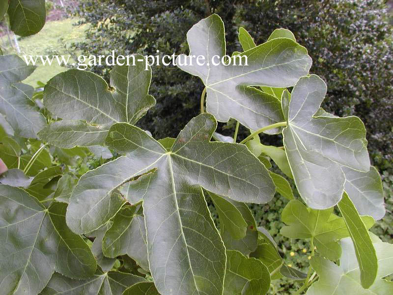 Liquidambar styraciflua 'Rotundiloba'