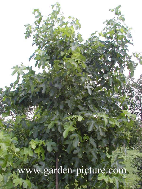 Liquidambar styraciflua 'Rotundiloba'