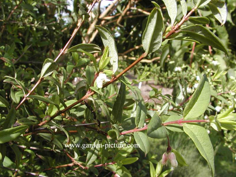 Lonicera myrtilloides