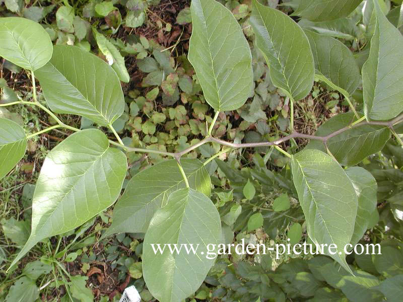 Maclura pomifera