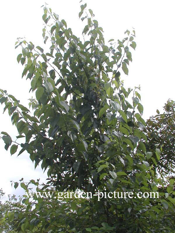 Maclura pomifera