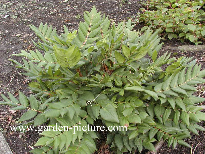 Mahonia nervosa