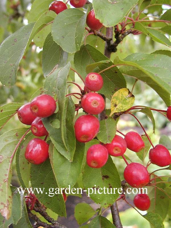 Malus 'Adams'