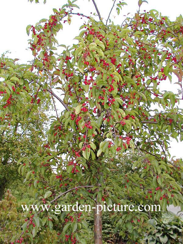 Malus 'Adams'