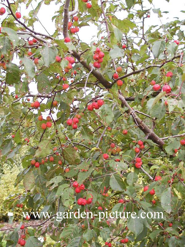 Malus 'Rudolph'