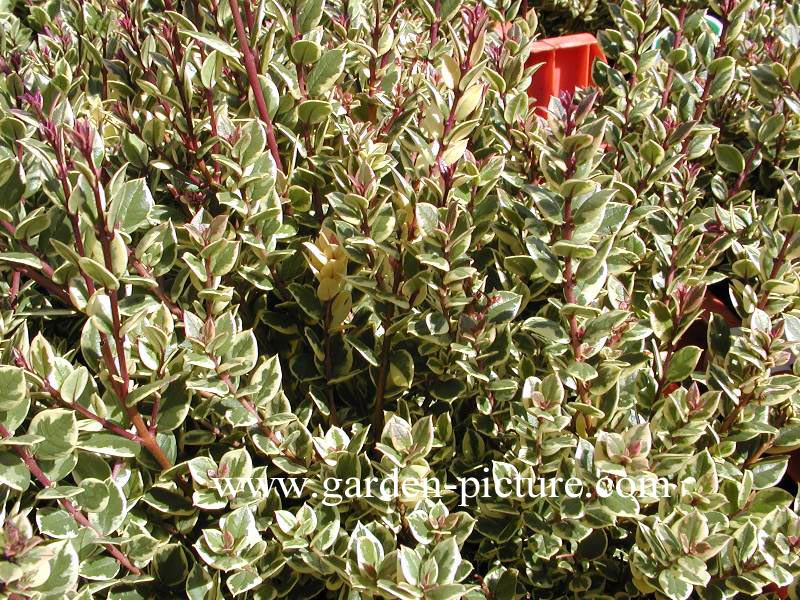 Myrtus communis 'Variegata'