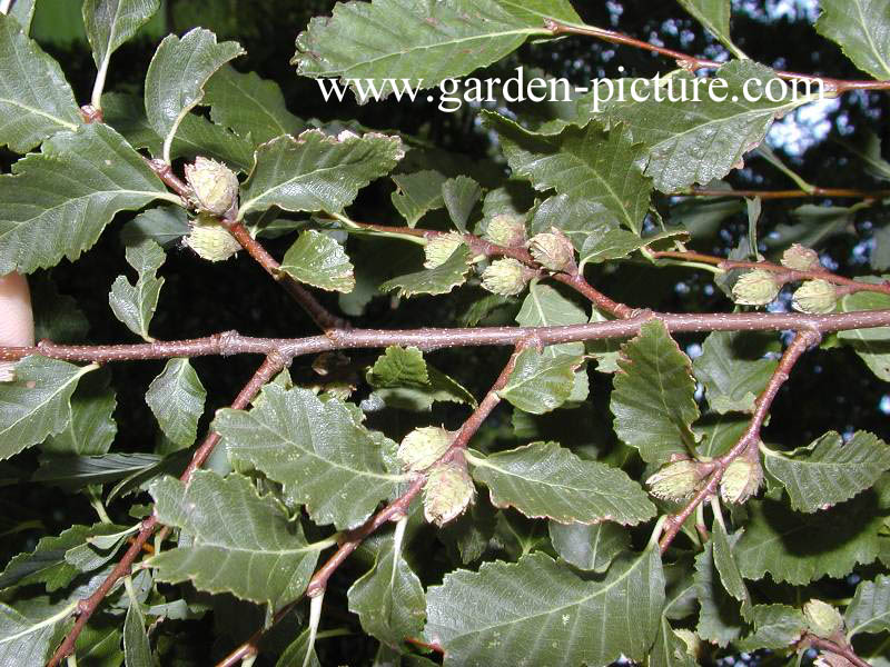 Nothofagus obliqua