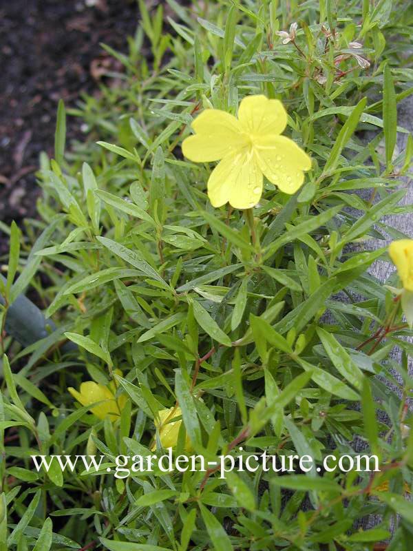 Oenothera 'African Sun'