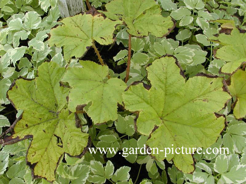 Oplopanax horridus