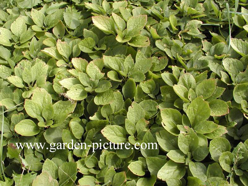 Pachysandra procumbens