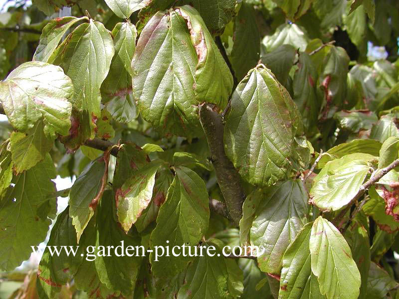 Parrotia persica 'Vanessa'