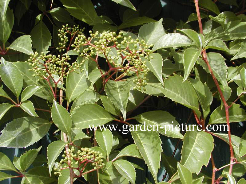 Parthenocissus henryana