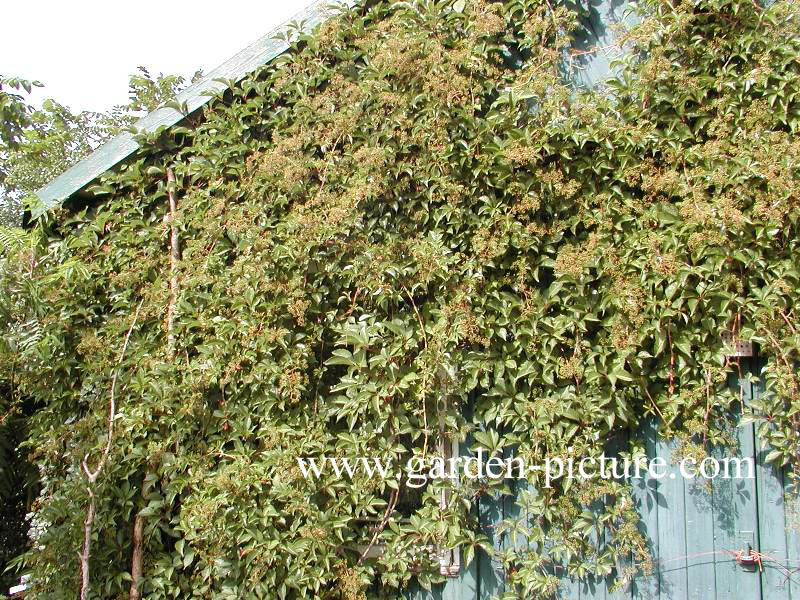 Parthenocissus henryana