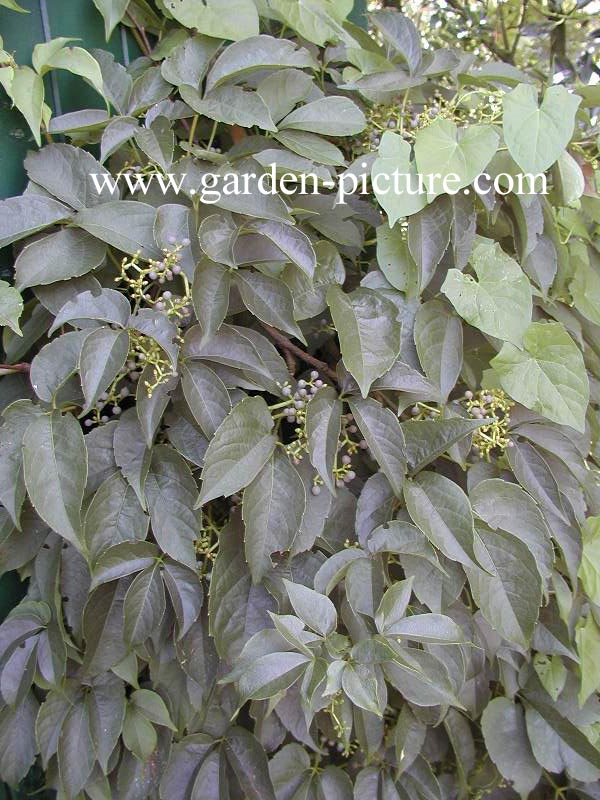 Parthenocissus himalayana 'Rubrifolia'