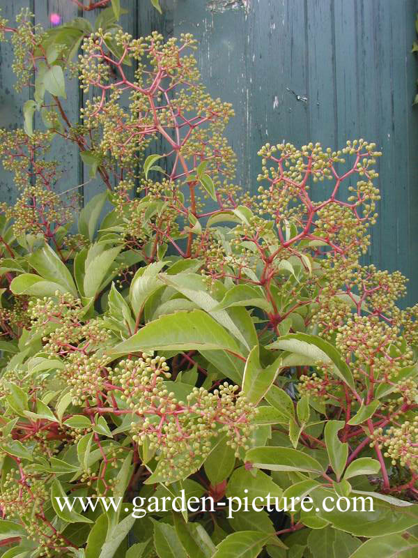 Parthenocissus thomsonii