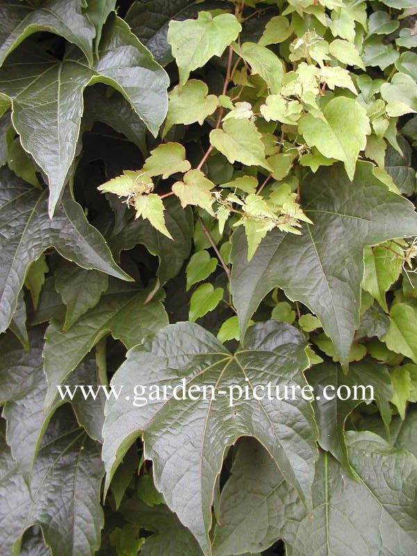 Parthenocissus tricuspidata 'Green Spring'