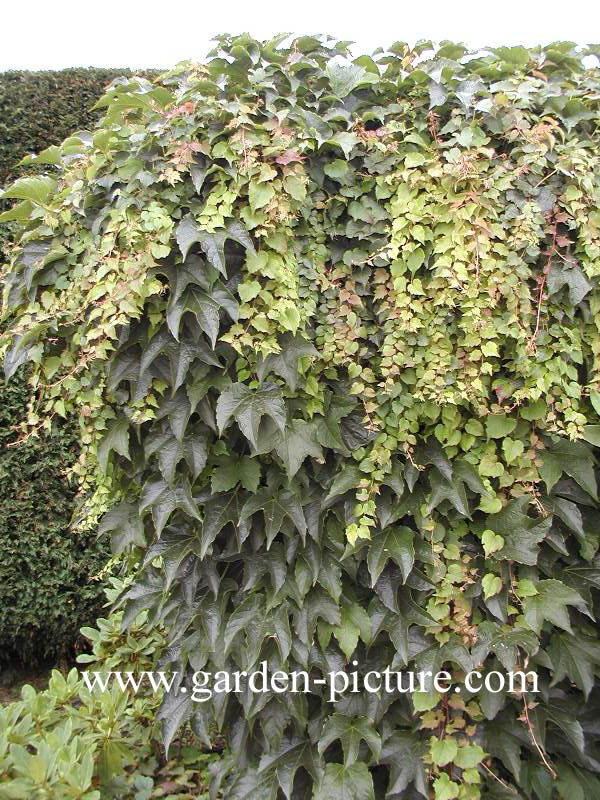 Parthenocissus tricuspidata 'Green Spring'