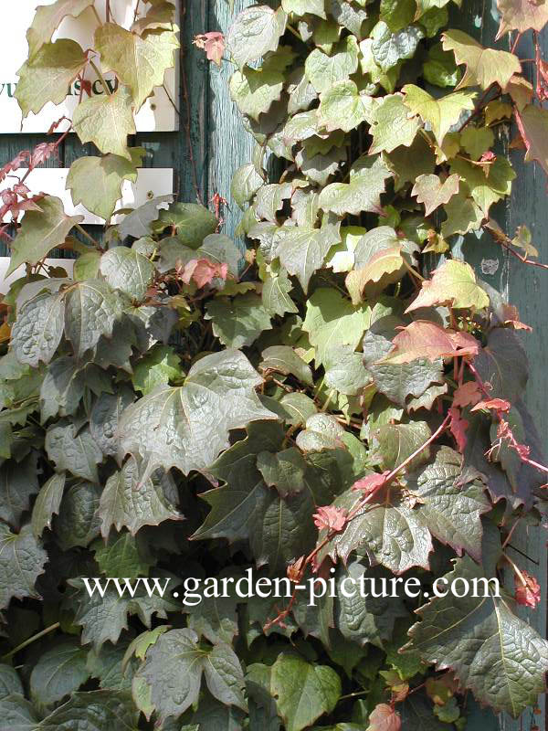 Parthenocissus tricuspidata 'Purpurea'