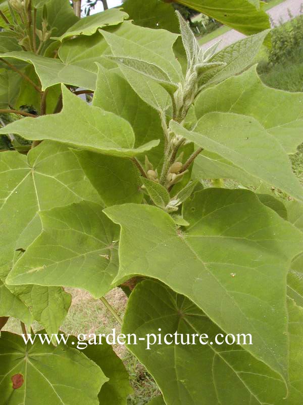 Paulownia fargesii