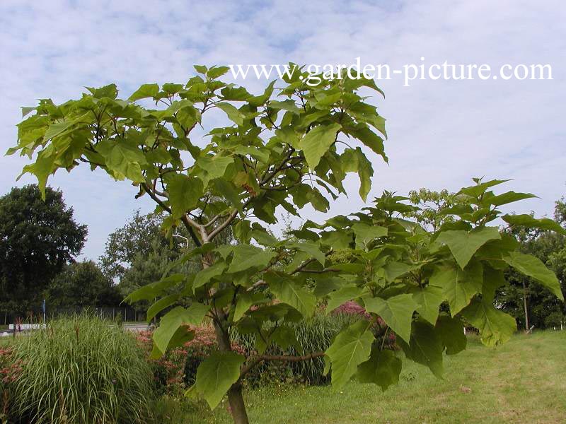 Paulownia fargesii