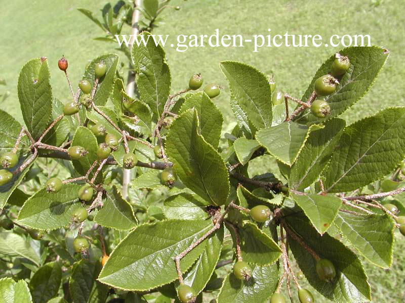 Photinia villosa 'Maximowicziana'