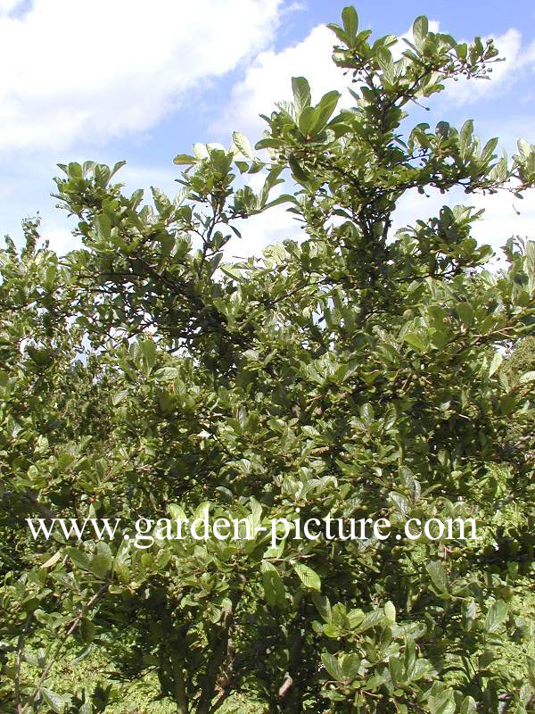 Photinia villosa 'Maximowicziana'