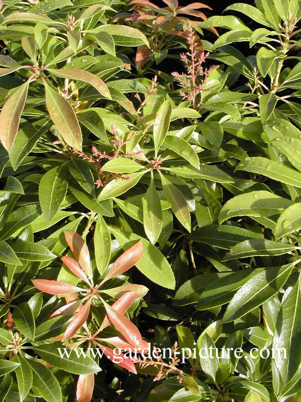 Pieris japonica 'Rosalinda'