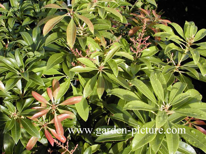 Pieris japonica 'Rosalinda'