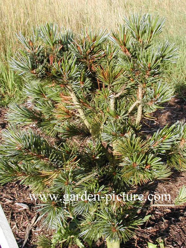 Pinus balfouriana