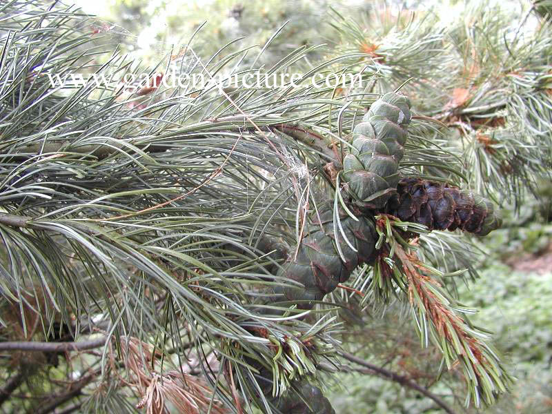 Pinus parviflora 'Glauca'