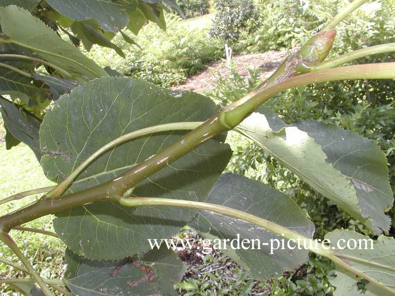 Populus wilsonii