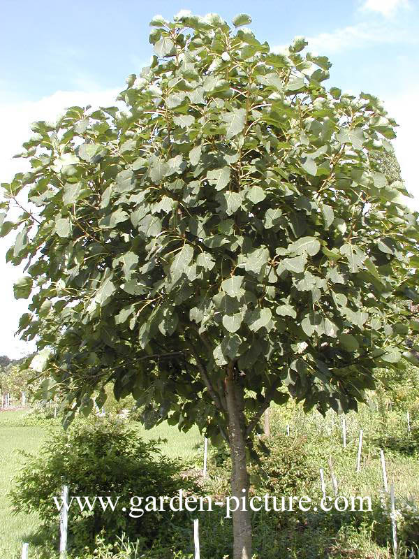 Populus wilsonii