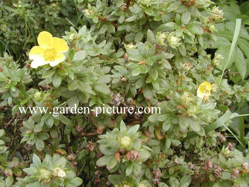 Potentilla arbuscula