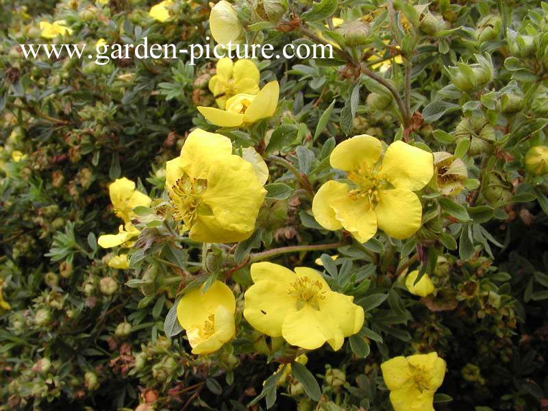 Potentilla fruticosa 'Goldstar'