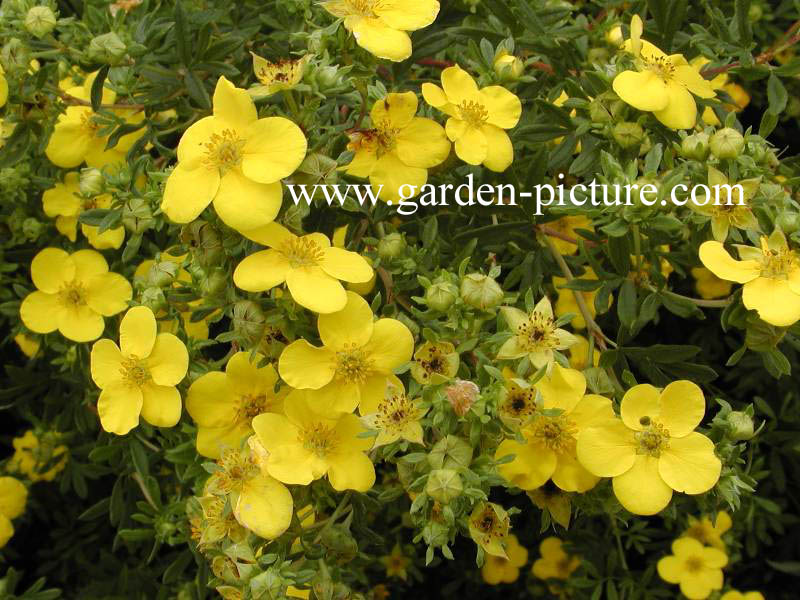 Potentilla fruticosa 'Goldfinger'