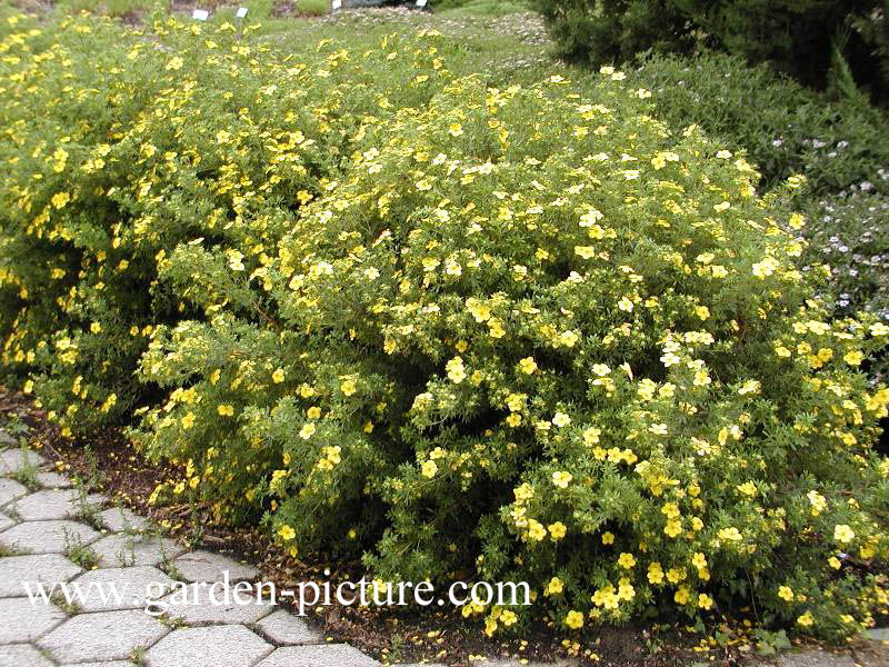 Potentilla fruticosa 'Goldfinger'