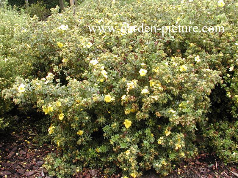 Potentilla fruticosa 'Goldstar'