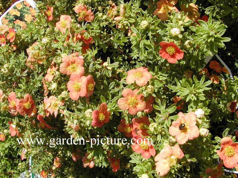 Potentilla fruticosa 'Orangeade'