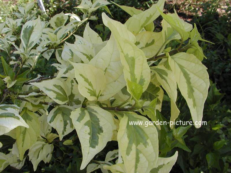 Premna japonica 'Variegata'