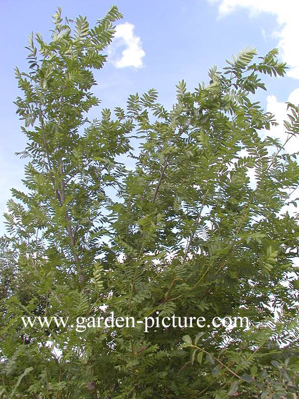 Pterocarya stenoptera