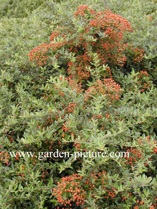 Pyracantha coccinea 'Red Cushion'