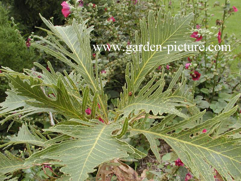 Quercus dentata 'Pinnatifida'